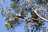 Coopers Hawk
