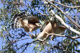 Coopers Hawk