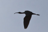 White-faced Ibis