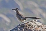 Greater Roadrunner