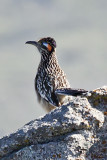 Greater Roadrunner