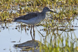 Lesser Yellowlegs