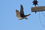 Prairie Falcon