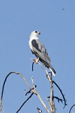 White-tailed Kite