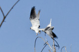White-tailed Kite