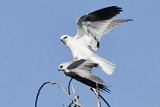 White-tailed Kite