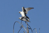 White-tailed Kite
