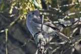 Oak Titmouse