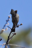 Oak Titmouse