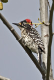 Nuttalls Woodpecker