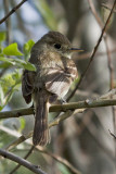 Pacific-slope Flycatcher