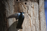 Tree Swallow
