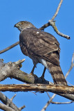 Coopers Hawk