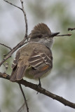 Ash-throated Flycatcher