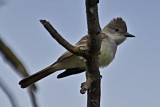 Ash-throated Flycatcher