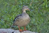 Mallard (female)