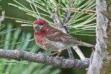 Purple Finch