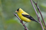 Goldfinch