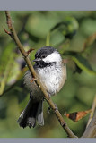 Black-capped Chickadee