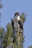 Osprey