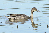 Blue-winged Teal