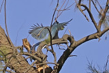 Black-throated Magpie-Jay (Calocitta colliel)