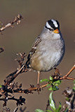 White-crowned Sparrow