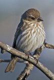 House Finch
