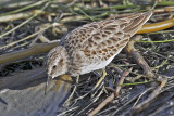 Least Sandpiper