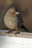 California Towhee