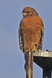 Red-shouldered Hawk