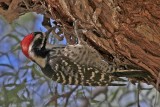 Nuttalls Woodpecker