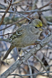 Golden-crowned Sparrow