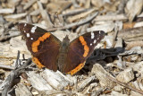 Red Admiral