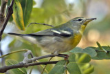 Northern Parula