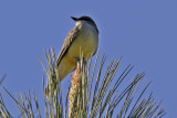 Western Kingbird