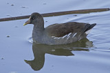 Common Moorhen