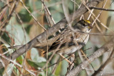 Golden-crowned Sparrow