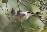 Oak Titmouse