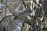 Oak Titmouse