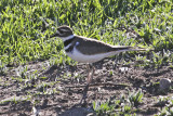 Killdeer