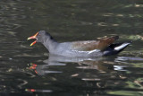 Common Moorhen