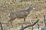 Mule Deer