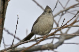 Oak Titmouse