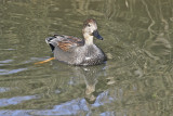 Gadwall