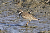 Semipalmated Plover