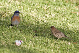 American Robin