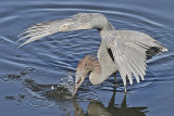 Reddish Egret