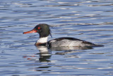 Red-breasted Merganser