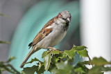 House Sparrow